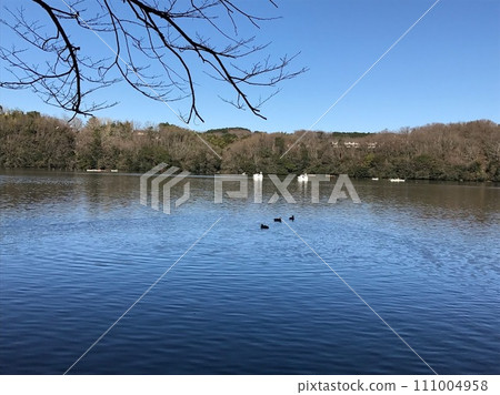 Lake Ippeki and swan boat in winter [Ito City, Shizuoka Prefecture] 111004958