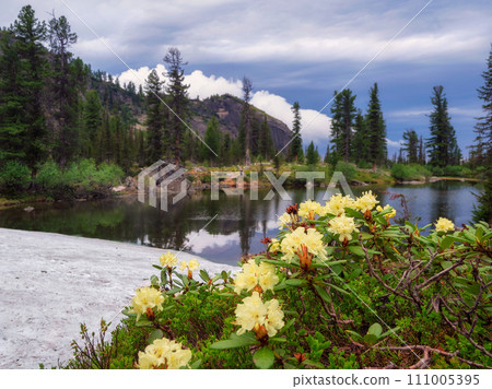 Shore of a mountain lake with beautiful blooming yellow rhododendrons 111005395