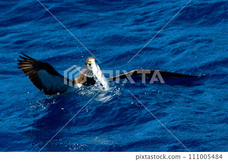 Gannet preying on flying fish 111005484