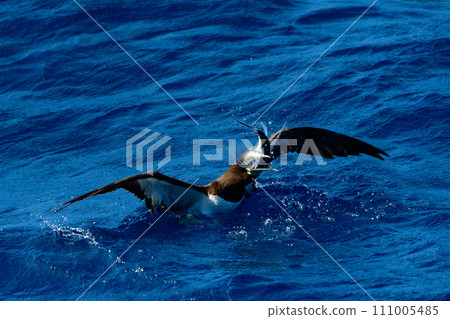 Gannet preying on flying fish 111005485