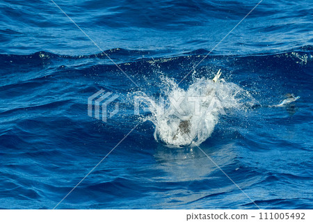Gannet fails to catch food 111005492