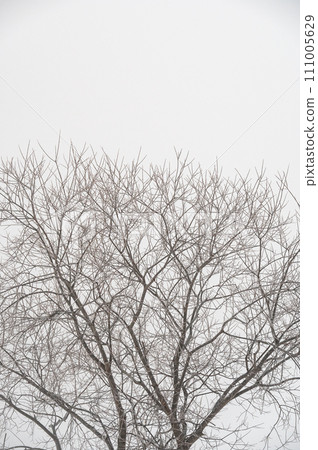 Winter leafless tree texture. 111005629