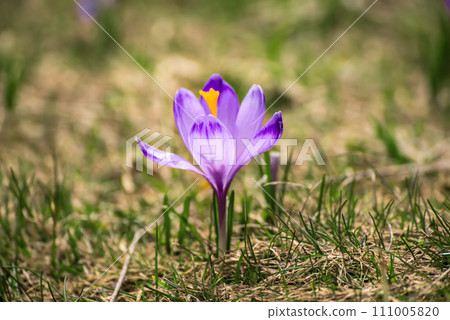 Spring crocus flower. Seasonal Easter background. Spring crocus flower. Seasonal Easter background. 111005820