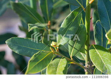 A laurel flower A laurel flower 111006398