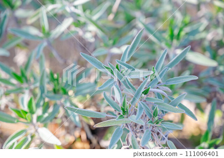 鼠尾草 鼠尾草 111006401