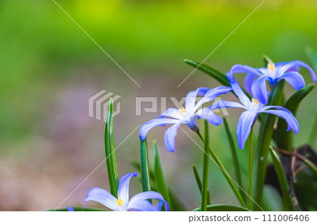 Blue Hananyla flower Blue Hananyla flower 111006406
