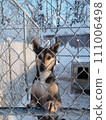 一隻雪橇狗看著柵欄 111006498