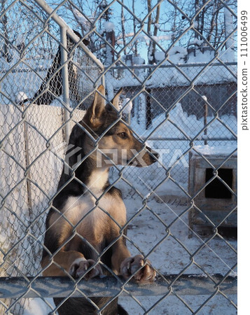一隻狗在籬笆上 111006499
