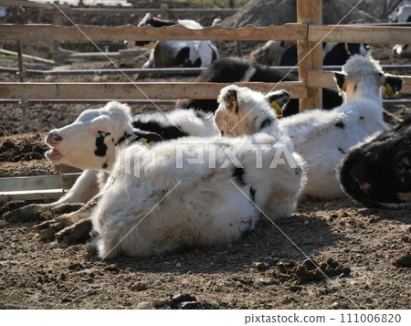 Aichi ranch cattle Aichi ranch cattle 111006820