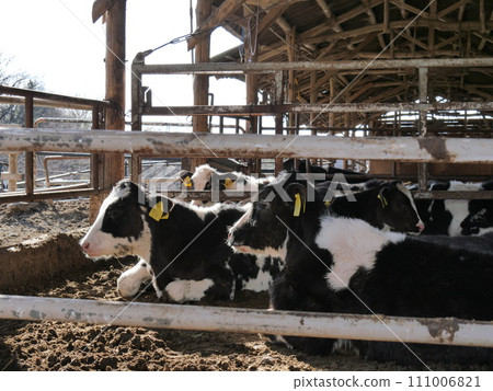 Aichi ranch cattle 111006821