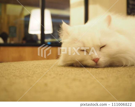 White cat taking a nap (zoom) White cat taking a nap (zoom) 111006822