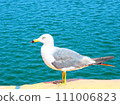 凝視海的海鷗 111006823