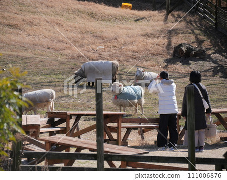 Aichi Farm Sheep 111006876