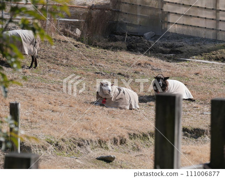 Aichi Farm Sheep 111006877