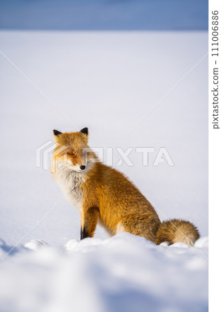 [北海道/美瑛]冬季拼湊之路 111006886