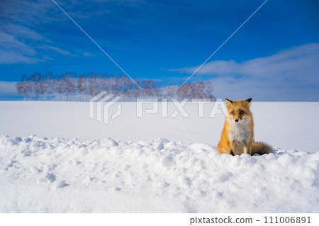[北海道/美瑛]冬季拼湊之路 111006891