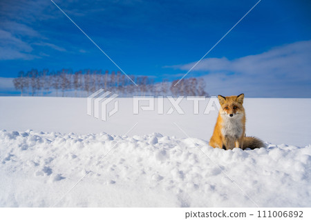 [北海道/美瑛]冬季拼湊之路 111006892