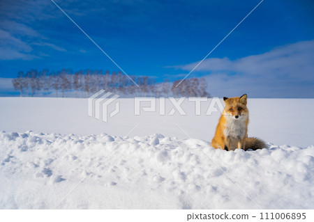 [北海道/美瑛]冬季拼湊之路 111006895