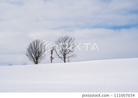 [Hokkaido/Biei] Winter parent and child tree 111007034