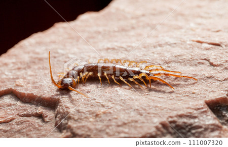 Scary insect Scary insect 111007320