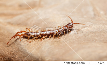 Hunting centipede Hunting centipede 111007324