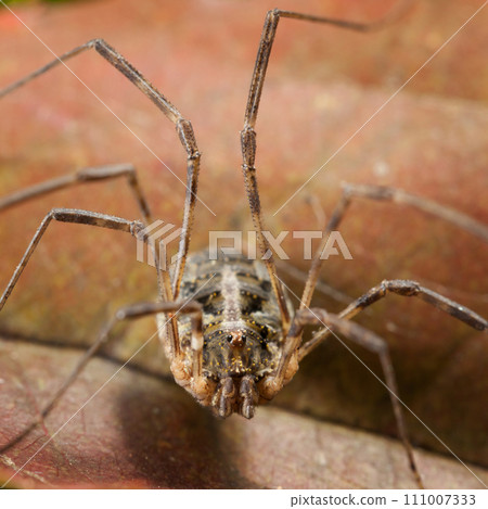 Harvestman portrait Harvestman portrait 111007333