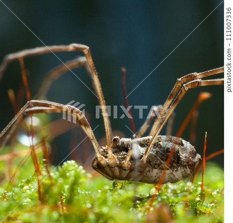Spider in moss 111007336