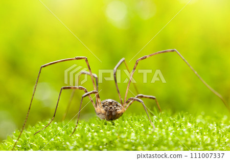Harvestman on moss 111007337
