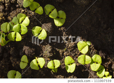 First leaves of vegetable seedlings 111007339