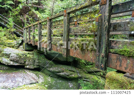 屋久島屋久杉樂園立中岳 111007425
