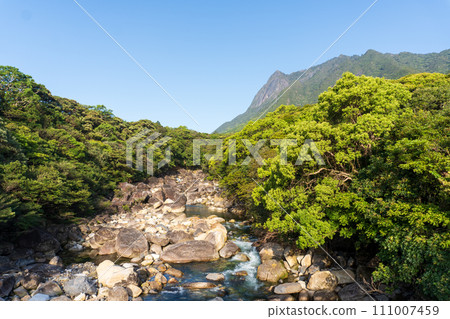 Mt. Chomchou in Yakushima 111007459