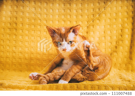 Red Ginger Devon Rex Cat. Short-haired Cat Of English Breed On Yellow Plaid Background. Shorthair Pet Washing Paws Red Ginger Devon Rex Cat. Short-haired Cat Of English Breed On Yellow Plaid Background. Shorthair Pet Washing Paws 111007488