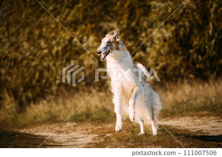 Russian Dog, Borzoi Dog Playfully Jumping On Walk. Fast Russian Hunting Sighthound. Russkaya Psovaya Borzaya Dog Outdoor 111007506