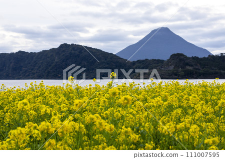 Nanohana and Mt. Kaidami 111007595