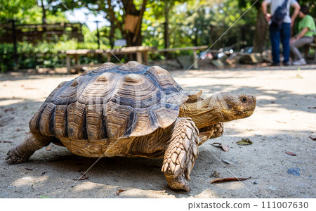 A large turtle trying to move forward slowly A large turtle trying to move forward slowly 111007630