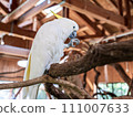 一隻爪子靠近喙的鳥 111007633