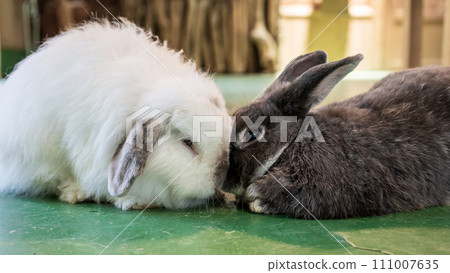 兩隻兔子麵對面 111007635