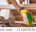 明亮的長尾小鸚鵡，綠色的翅膀 111007638
