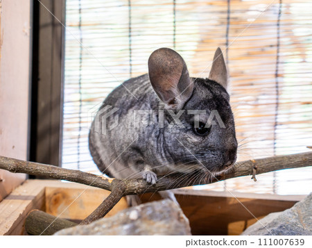 龍貓向右看 111007639