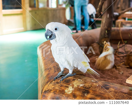 White Aroukibatan (parrot) facing left 111007640