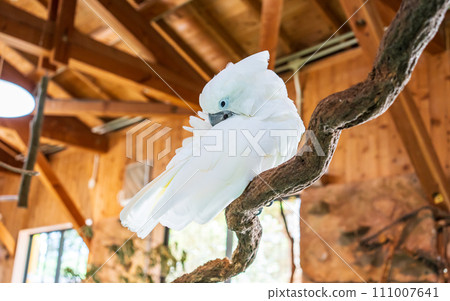 一隻白鸚鵡正在梳理自己的毛髮 111007641