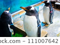 企鵝向左看 111007642