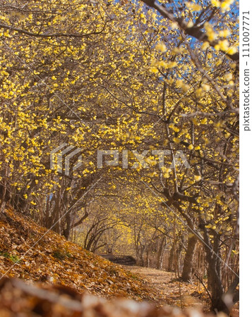 Tunnel of plum blossoms in full bloom Tunnel of plum blossoms in full bloom 111007771