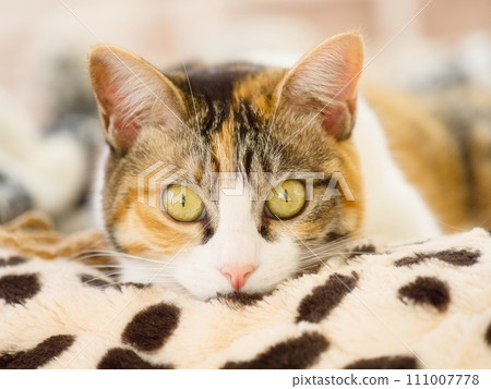 一隻貓盯著你 111007778