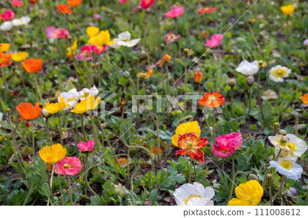 Colorful Flowers at Seoul Forest. Third Largest Park in Seoul, South Korea 111008612