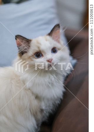 Cute, small Ragdoll cat. 3 months old 111008613