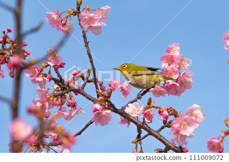 Blue sky, deep pink Kawazu cherry blossoms and cute white-eye 111009072
