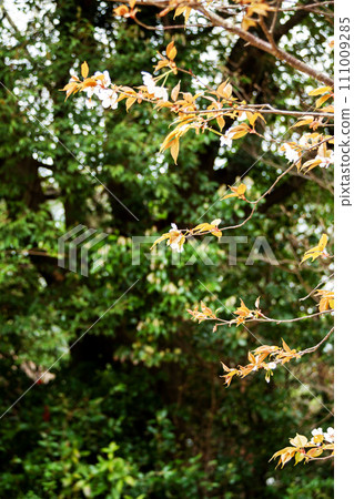 Yamazakura盛開 111009285