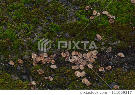 Forest landscape 111009317
