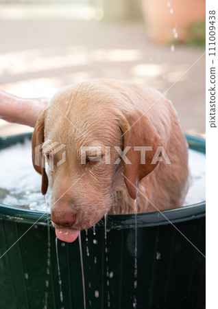 Water dripping from labrador dog 111009438
